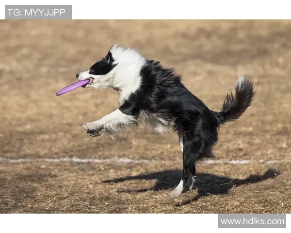 北京飞盘队整体表现分析：压制对手与自身不足的深度剖析